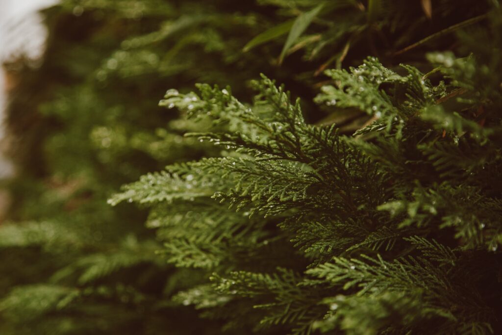 Thuja